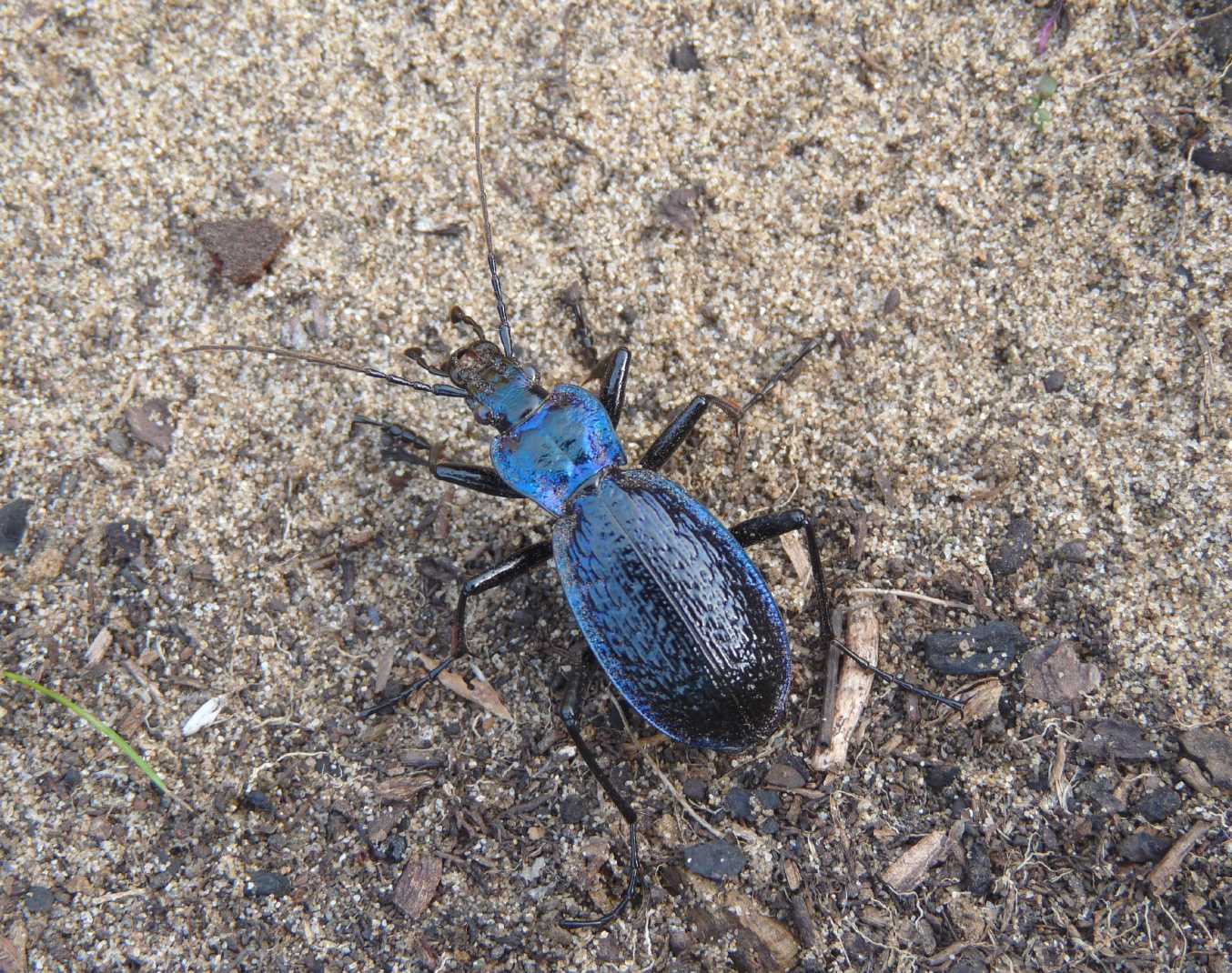 Carabus lefebvrei bayardi